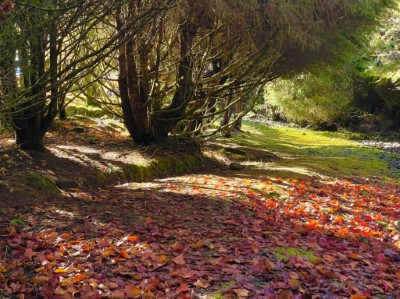 欣賞完日出，就散步到阿里山植物園楓紅地毯上野餐（吳志靖 攝）